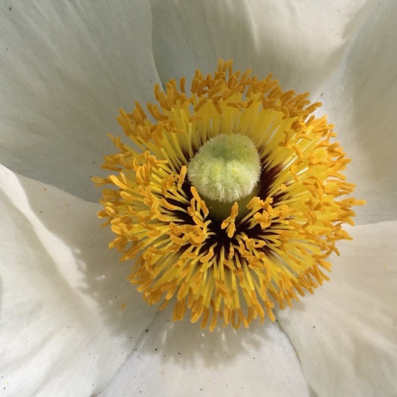 Meet your Posher, Ren. - Picture 1 of 1